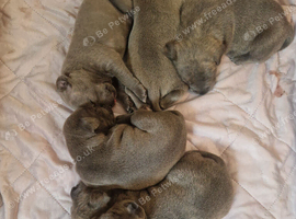 Blue brindle staffy puppies stunning