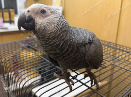 Hand reared Baby African grey