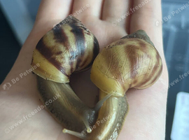 2 giant African land snails for sale!