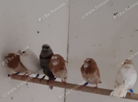 Bengelese finches