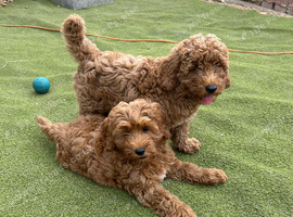 Adorable F1BB cockapoo boys for sale