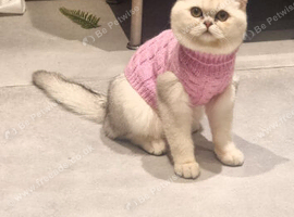 British shorthair