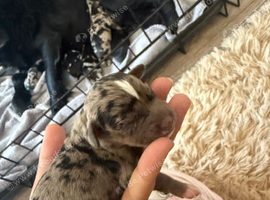 Cockerbully Pups
