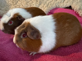 Guinea pig sows young adults