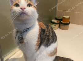 Ginger cat