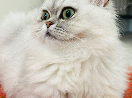 Beautiful 11-Month-Old Female Cat Looking for a Loving Home