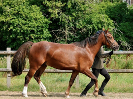 Welsh Sec C 3yr gelding