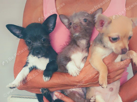 Beautiful chihuahua puppies
