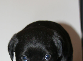 Cane collie pups