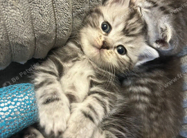 Exotic cross kittens