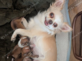 Chihuahua