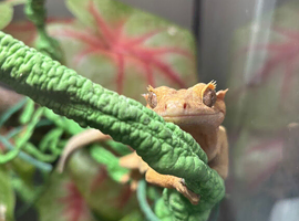 Crested gecko
