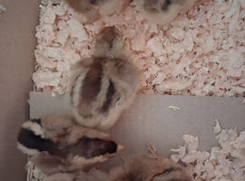 6 Cream legbar female day old chicks.