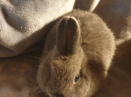 Netherland darf babies from my show lines