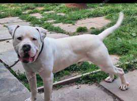 DARKWATCHDOGS RAZER NKC REG AVAILABLE FOR STUD