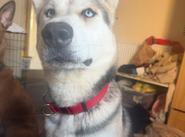 Husky - rehome
