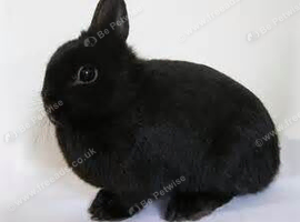 Netherland Dwarf Doe