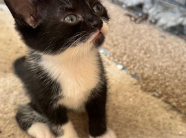 2 female kittens available