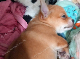 Chihuahua puppy