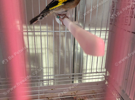 Goldfinch cock bird