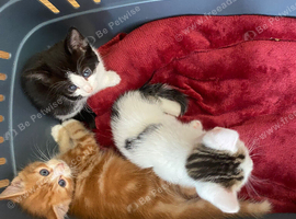 Beautiful kittens