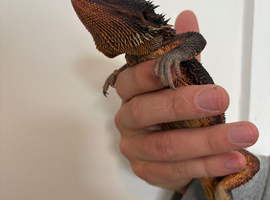 Red Monster Bearded Dragon
