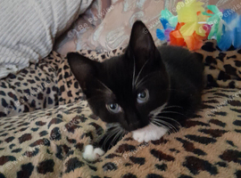 Boy Tuxedo kitten . Black and white