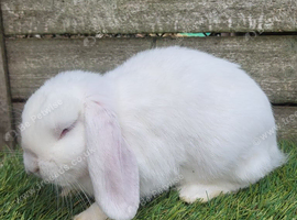 Mini lop