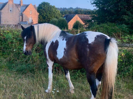Beautiful mare