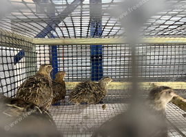 Laying Eggs Hen Quails and Hatching eggs