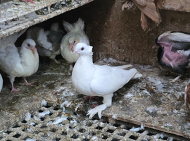 Pigeons
