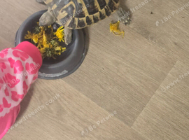 5 year old herman tortoise