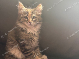 Gccf registered Maine Coon kittens