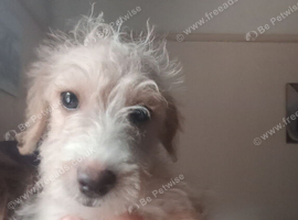 Fully vaccinated*Jackapoo .. ️( Cockapoo x Jack Russell Ready NOW