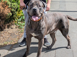 Merle Cane corso for stud