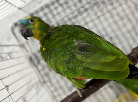 Amazon blue fronted  parrot
