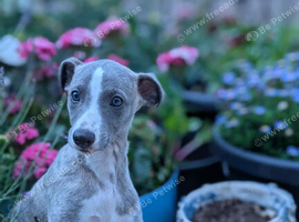 Exceptional Little Girl