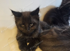 1 male maine coon