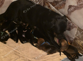 Rottweiler puppies
