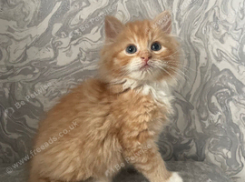 Ginger/White Long Haired Mainecoon Cross