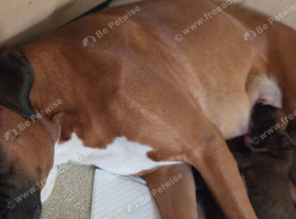 Beautiful Boxer Puppies - Boys & Girls, Long Tails & Natural Bobtails