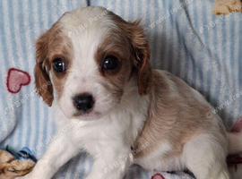 Cavapoo F1B