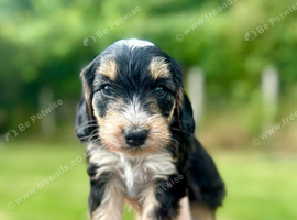 Beautiful F2 Cockapoo Girl &ndash; Ready 25th July