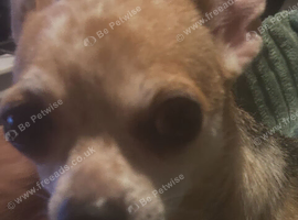 5 chihuahua pups 4 girls 1 boy