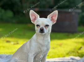 Rodderz 5 year old seeking chance of companionship