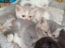 Exotic shorthair x Scottish straight kittens