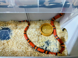TANGERINE HONDURAN MILK SNAKE