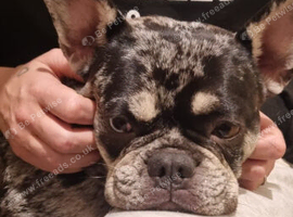 A female frenchie