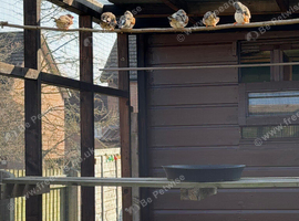 Zebra finches