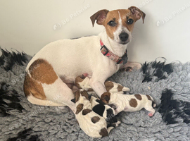 Gorgeous Jack Russell Puppies